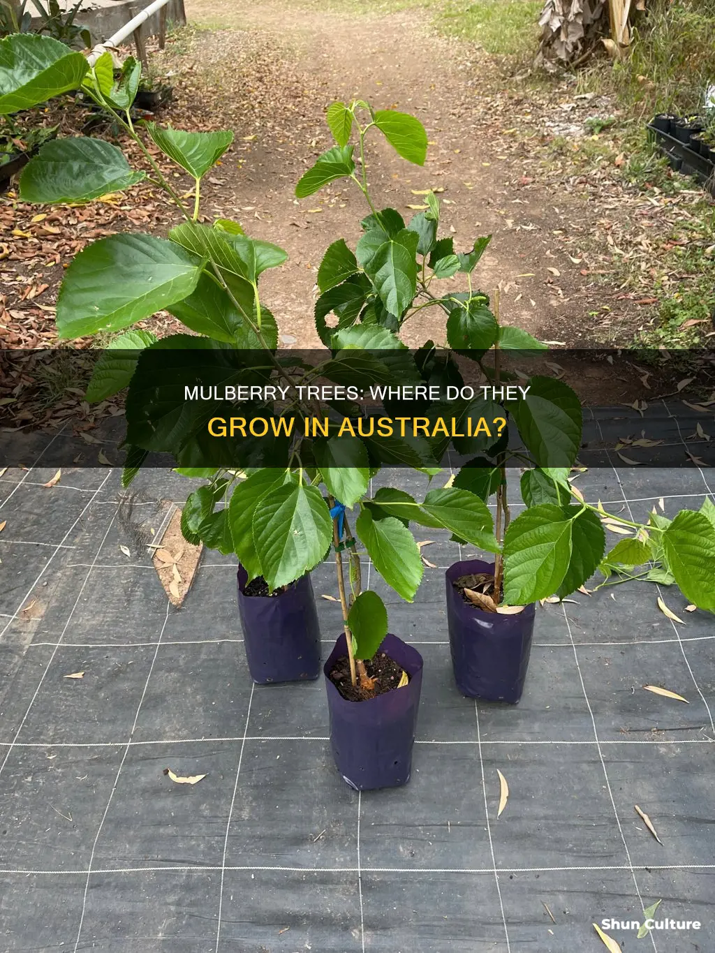 where do mulberry trees grow in australia