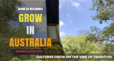 Nectarines: Where and How They Grow in Australia