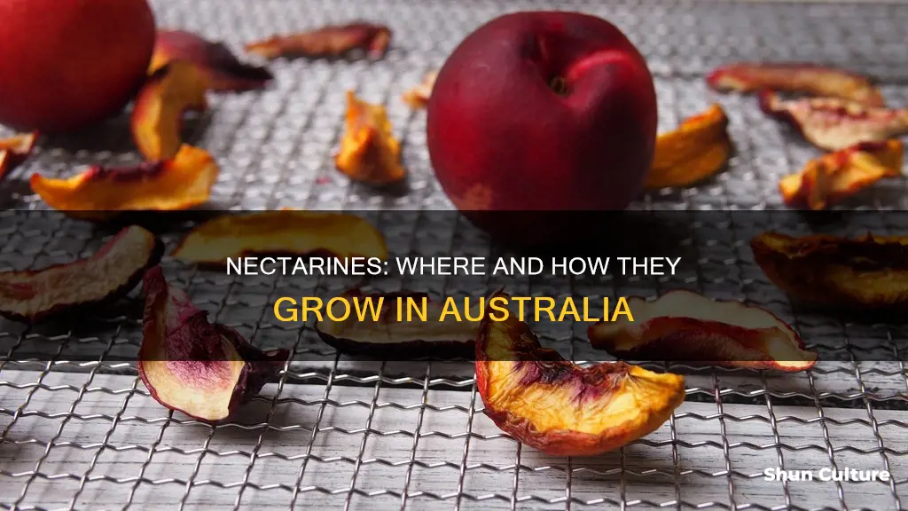 where do nectarines grow in australia