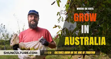 Native Nuts: Where Do They Grow in Australia?