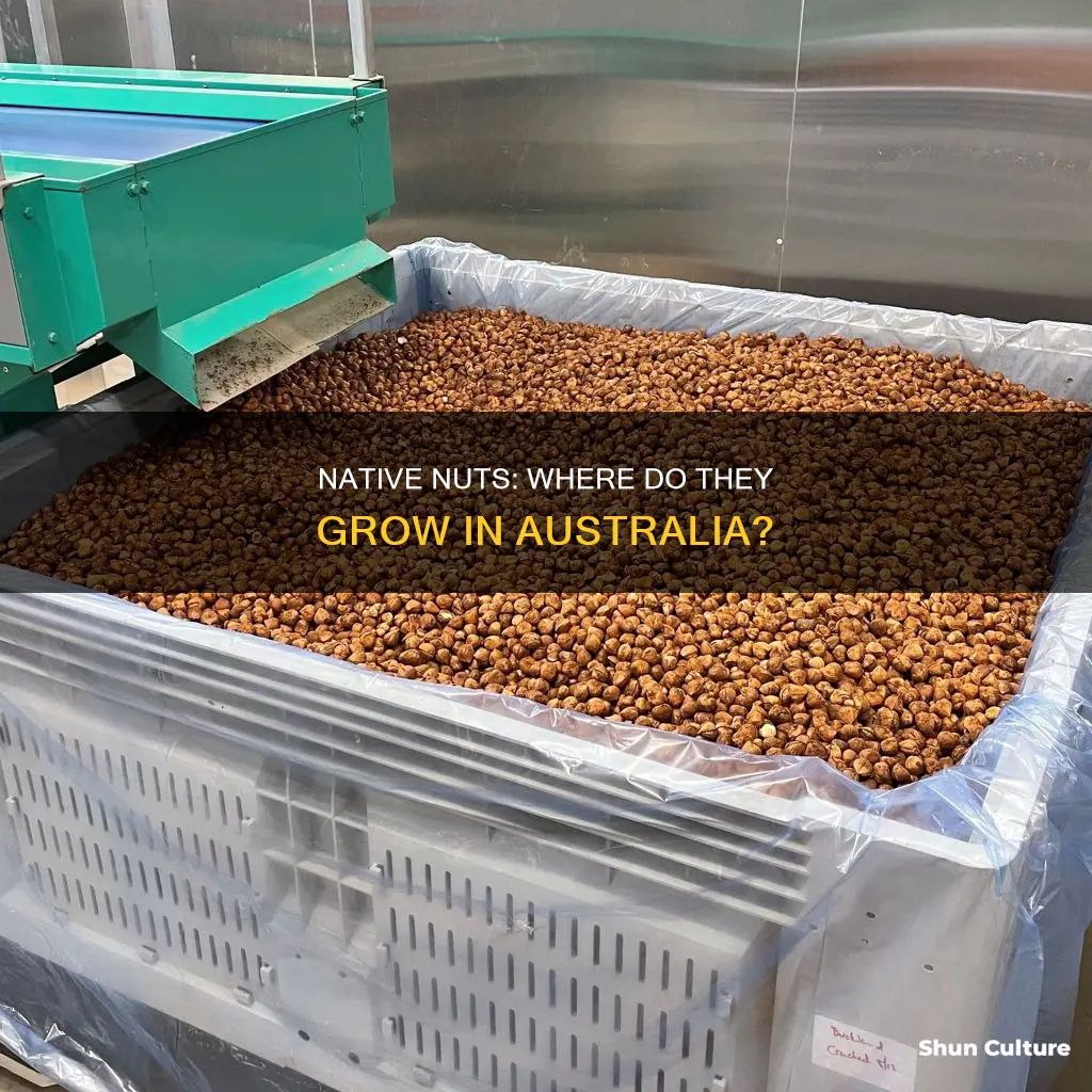 where do nuts grow in australia
