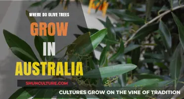 Olive Trees: Where Do They Grow in Australia?