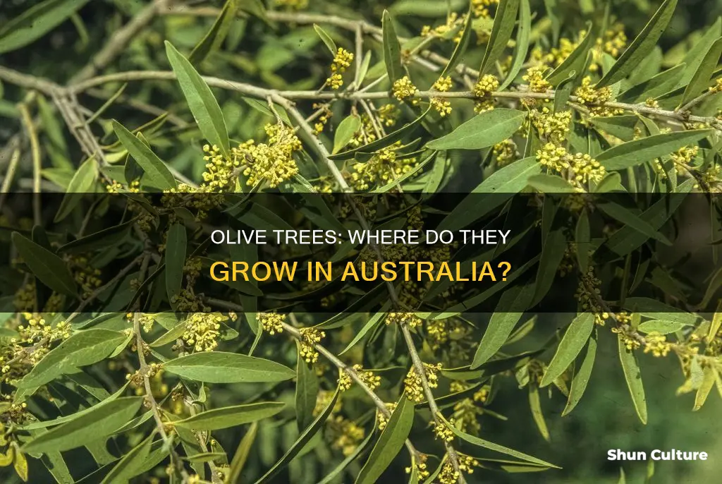 where do olive trees grow in australia