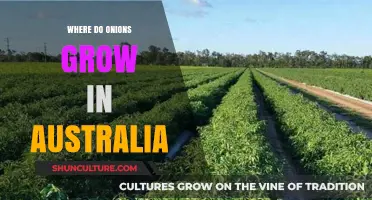 Onion Cultivation in Australia: Where and How?