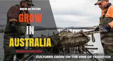Oyster Farms in Australia: Where and Why