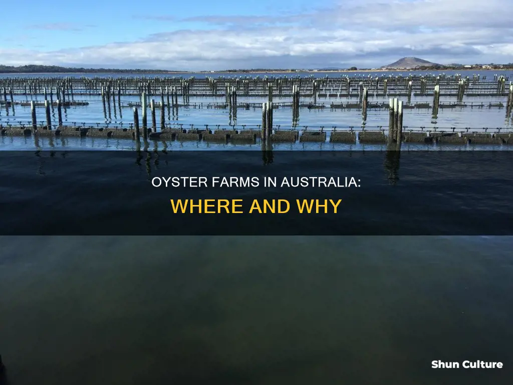 where do oysters grow in australia