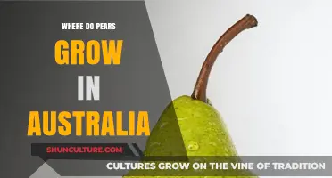 Pear Cultivation in Australia: Regions and Climate