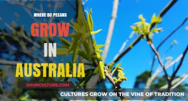 Pecan Cultivation in Australia: Where Do They Grow?
