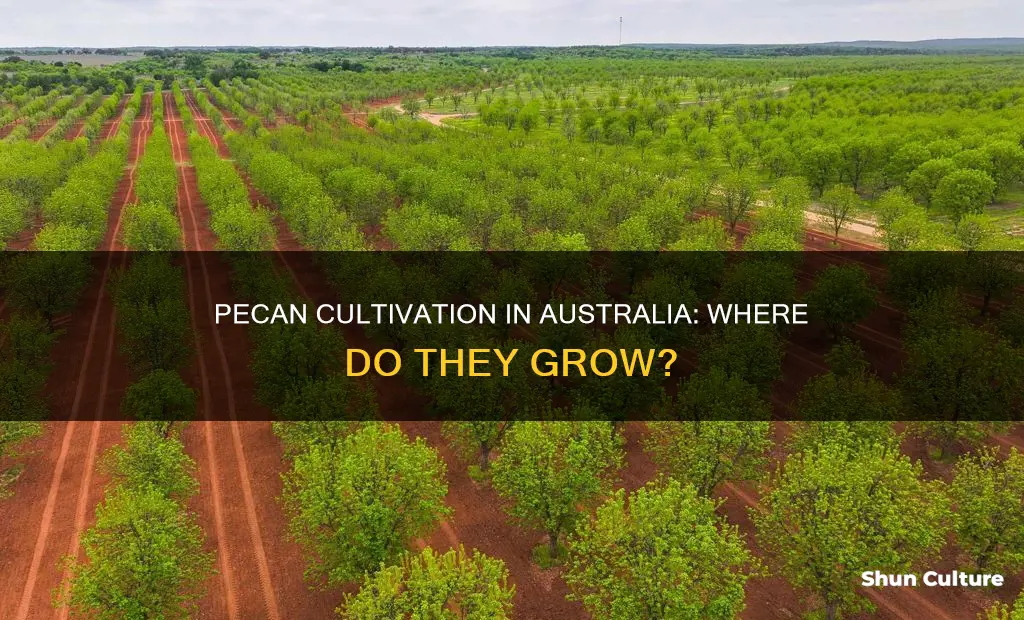 where do pecans grow in australia