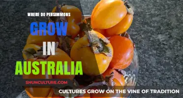 Persimmon Cultivation in Australia: Where Do They Grow?