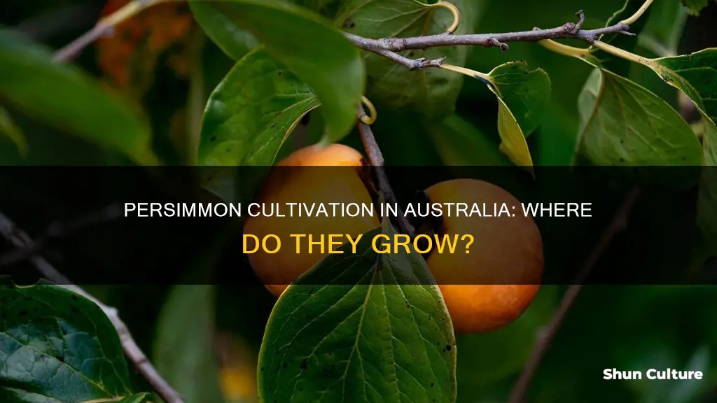 where do persimmons grow in australia
