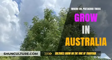 Pistachio Trees: Where Do They Grow in Australia?