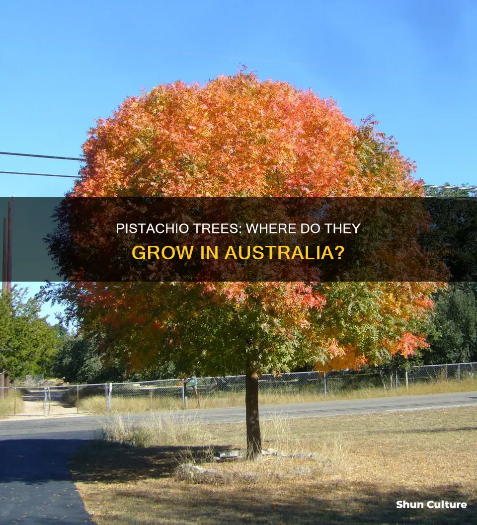 where do pistachio trees grow in australia