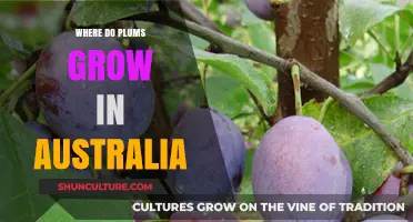 Plum Cultivation in Australia: Where Do They Grow?