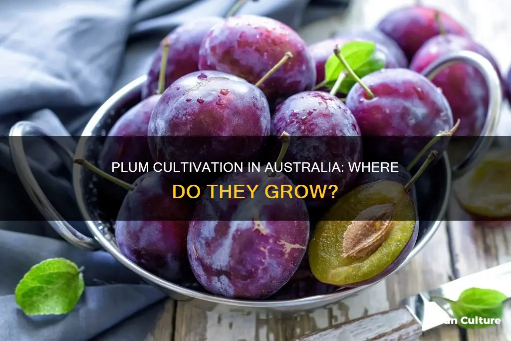 where do plums grow in australia