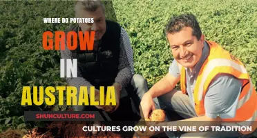 Potato Cultivation in Australia: Regions and Conditions