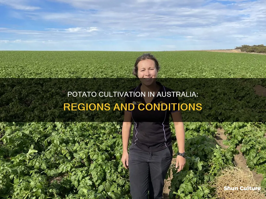 where do potatoes grow in australia