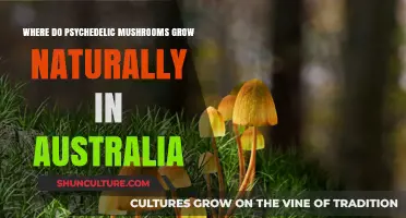 Psychedelic Mushrooms: Australia's Natural Trip