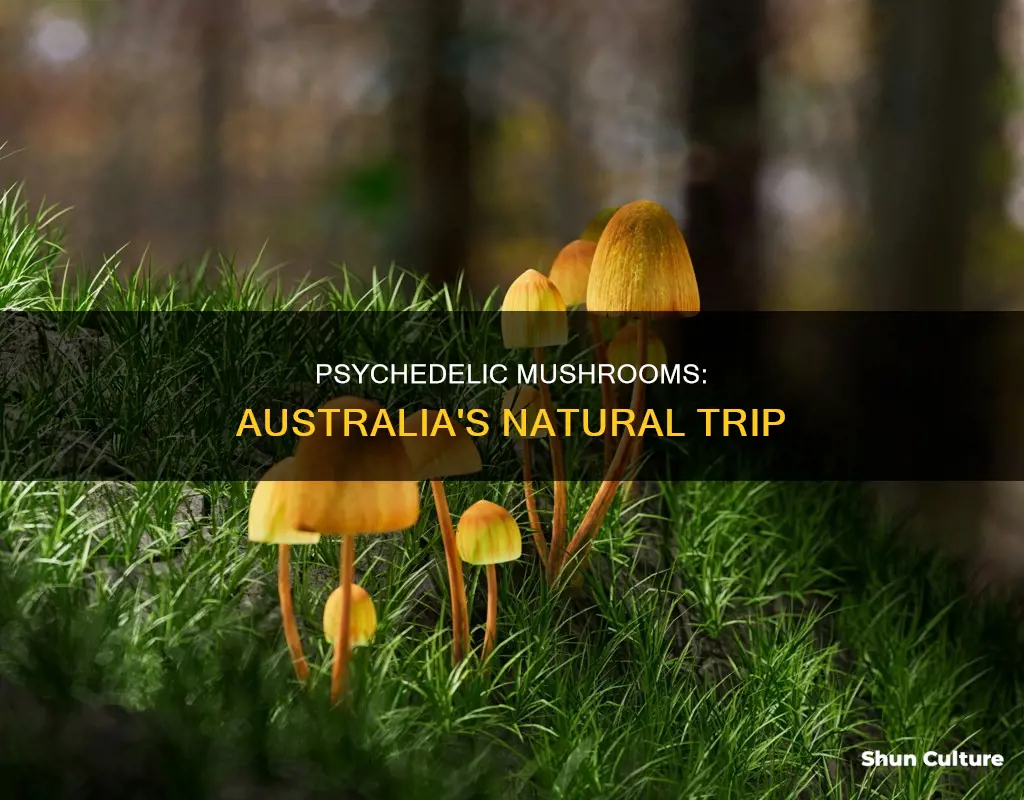 where do psychedelic mushrooms grow naturally in australia