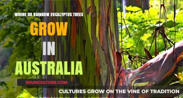 Eucalyptus Rainbows: Australia's Unique Tree Wonder