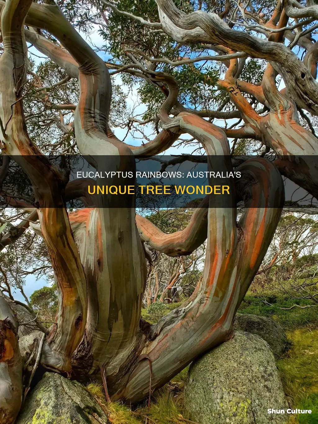where do rainbow eucalyptus trees grow in australia