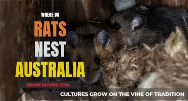 Rats' Nesting Havens in Australia