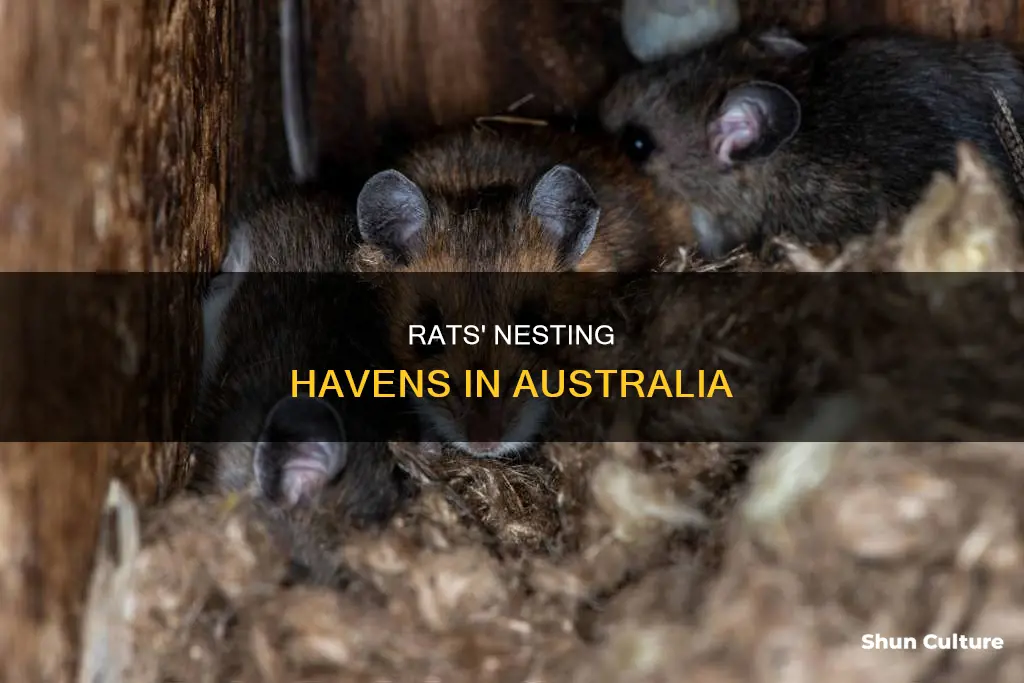 where do rats nest australia