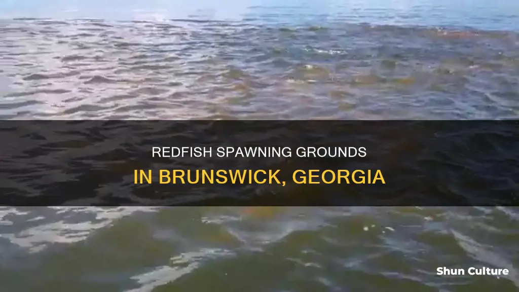 where do redfish spawn brunswick ga