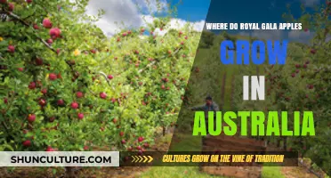 Gala Apples: Where Do They Grow in Australia?