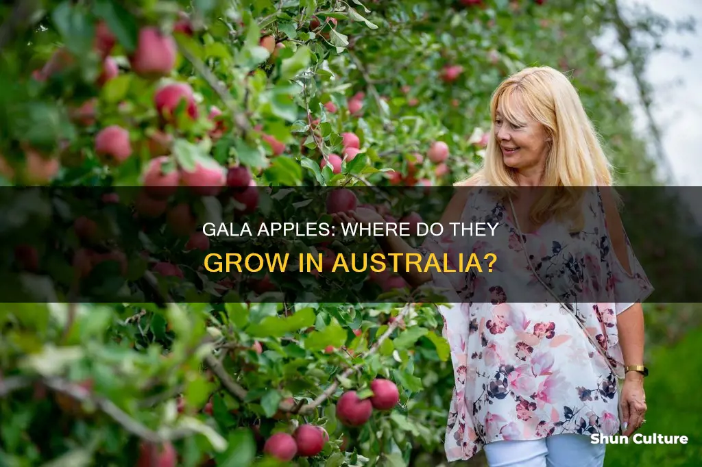 where do royal gala apples grow in australia