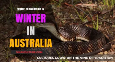 Where Do Australian Snakes Disappear to During Winter Months?