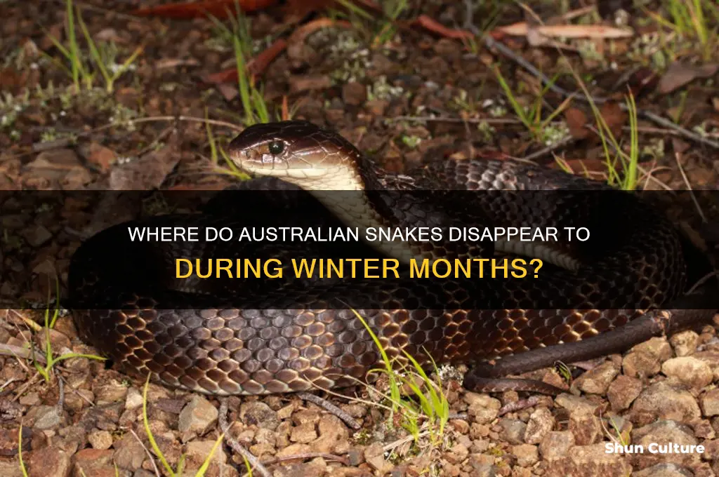 where do snakes go in winter in australia