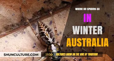 Where Do Spiders Go in Winter: Australia's Seasonal Arachnid Mystery