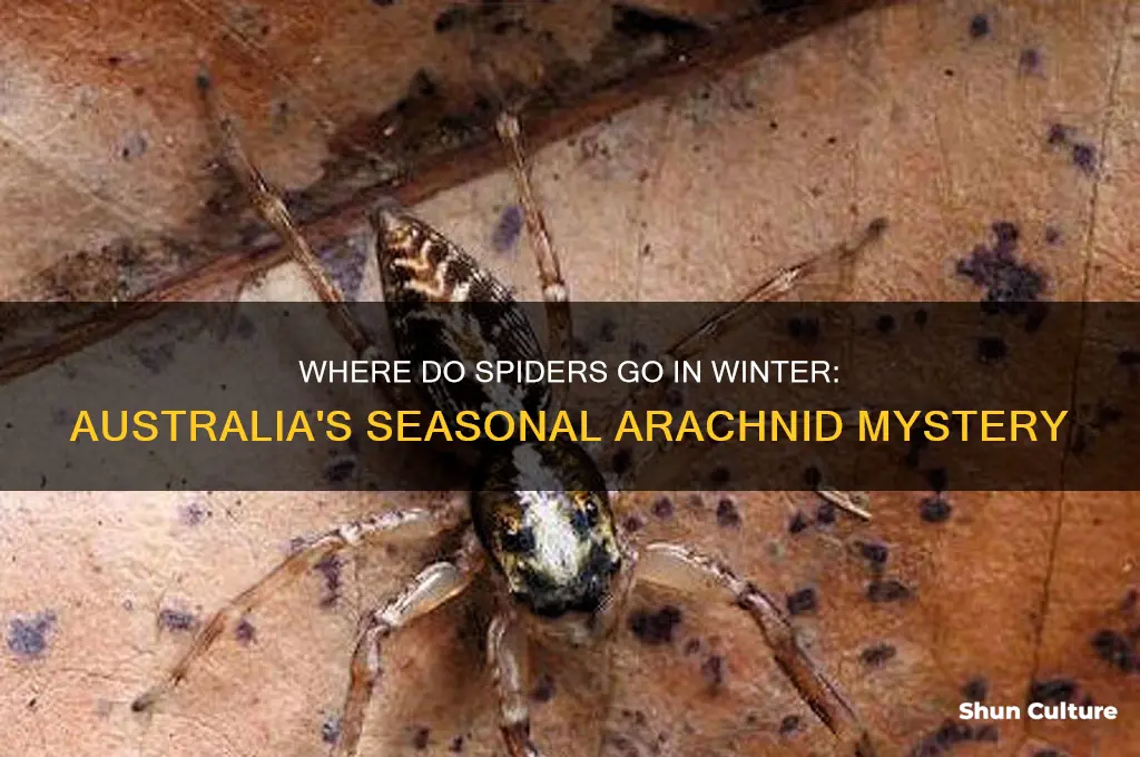 where do spiders go in winter australia