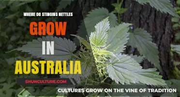 Stinging Nettles: Where Do They Grow in Australia?