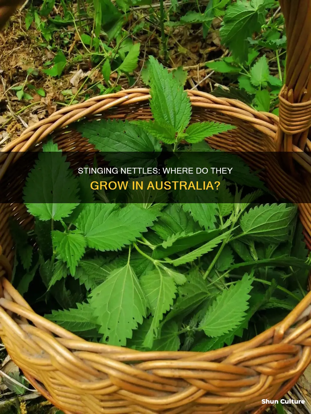 where do stinging nettles grow in australia