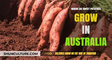 Sweet Potato Cultivation in Australia: Where and How?