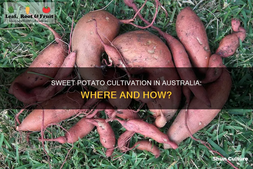 where do sweet potatoes grow in australia