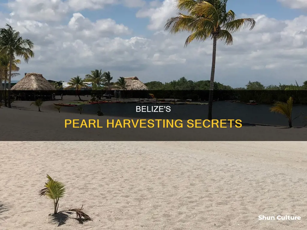 where do they get pearls in belize