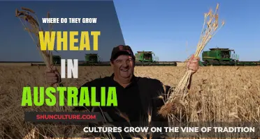 Wheat Belt of Australia: Where's the Wheat?
