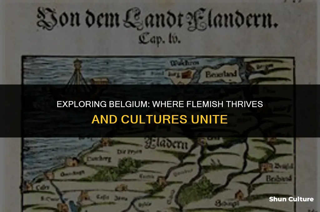 where do they speak flemish in belgium