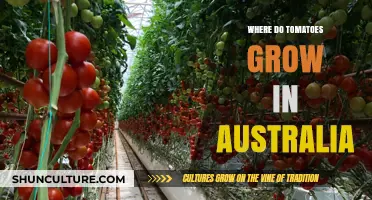 Tomato-growing Regions in Australia: Where and When