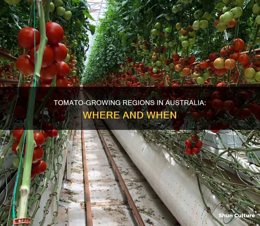 where do tomatoes grow in australia