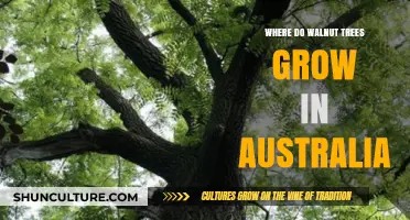 Walnut Trees in Australia: Where Do They Grow?