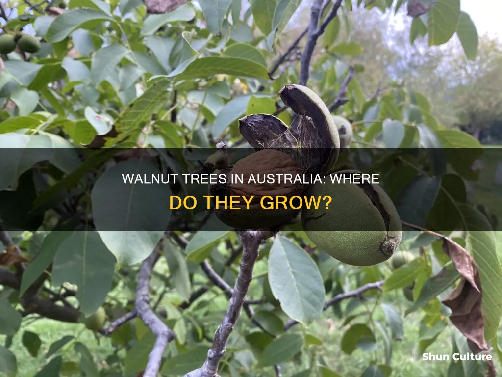 where do walnut trees grow in australia