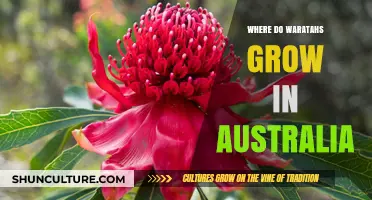 Exploring Waratahs: Australia's Native Bloom and Their Habitat