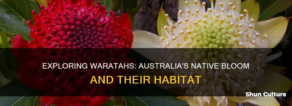 where do waratahs grow in australia