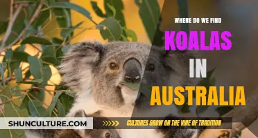 Koala Habitats: Exploring Australia's Iconic Wildlife