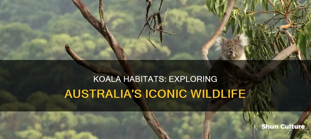 where do we find koalas in australia