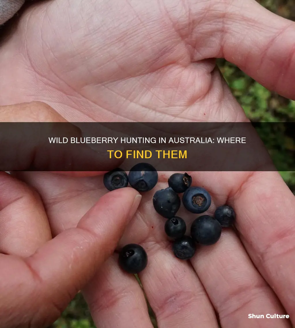 where do wild blueberries grow in australia